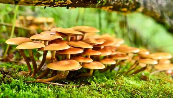 Buy Liberty Cap in the UK and Europe - Image 2
