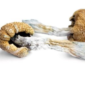 A brain scan with glowing psilocybin molecules, representing cognitive benefits without hallucinations
