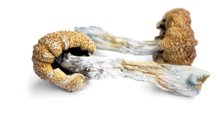 Magic Mushrooms Brain Benefits Without Trip (UK 2026)
