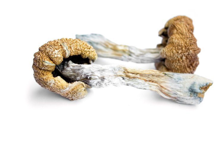 Magic Mushrooms Brain Benefits Without Trip (UK 2026)