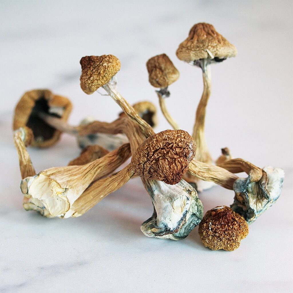 Organic magic mushrooms delivery near me in the UK, Ireland & Europe – 2026 guide