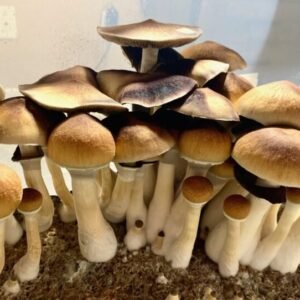 Buy Amazonian Magic Mushrooms UK and Europe