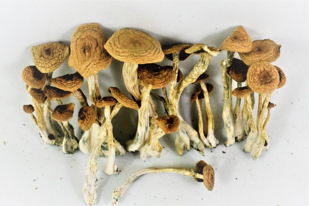 A collection of fresh magic mushrooms with a UK/EU map overlay, highlighting legal psilocybin therapy in 2026.