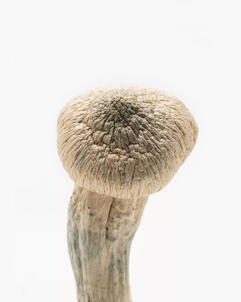 A premium package of dried magic mushrooms with a UK flag, representing safe and legal purchase in 2026.