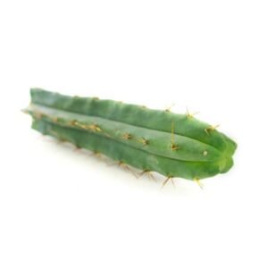 Buy Bolivian Torch (Echinopsis lageniformis) online UK