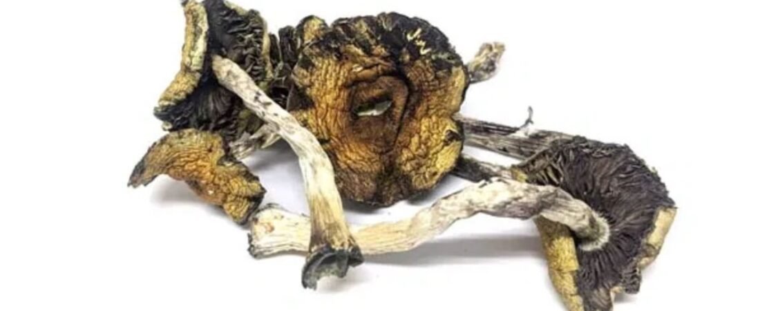 Where to Buy Albino Penis Envy Mushrooms in the UK (2026 Guide) – Strongest Psilocybin Strain