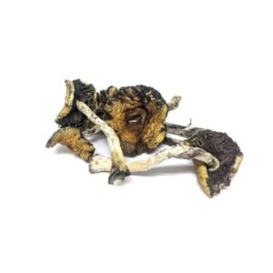 Fresh Albino Penis Envy mushrooms, the strongest psilocybin strain available in the UK in 2026