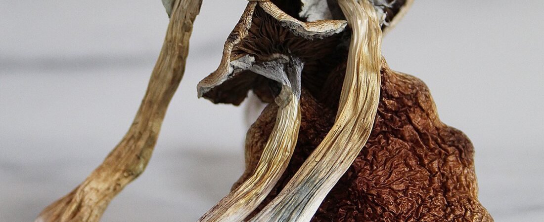 Are Magic Mushrooms Legal in the UK and Europe? A Complete Guide