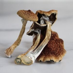 A hand holding magic mushrooms with a UK and EU flag overlay, symbolizing legal status
