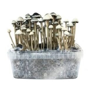 Buy COPELANDIA HAWAIIAN’ GROW KIT in UK