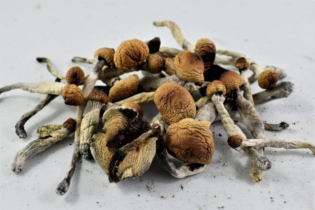 A close-up of African Transkei mushrooms, a potent psilocybin strain available in the UK in 2026