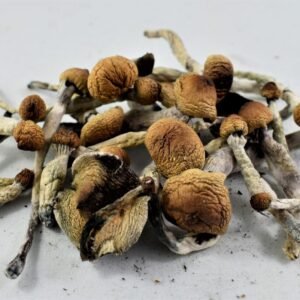 A close-up of African Transkei mushrooms, a potent psilocybin strain available in the UK in 2026