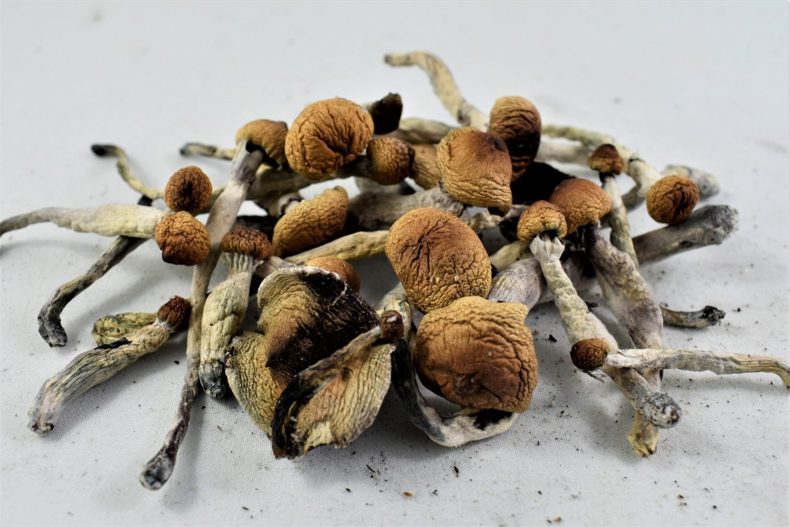Buy Psilocybin Magic Mushrooms UK (2026)