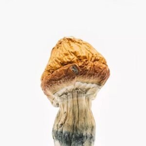 Albino Penis Envy Mushrooms UK