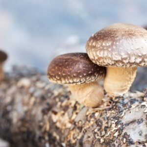 Buy Shiitake 10ml (Liquid Culture) Online UK